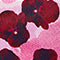 pop-art-pansies